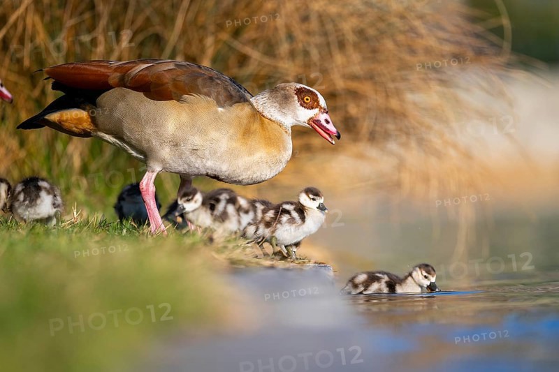 Egyptian goose (Alopochen aegyptiaca) mother with her chicks on a meadow at the shore of a lake, Bavaria, Germany