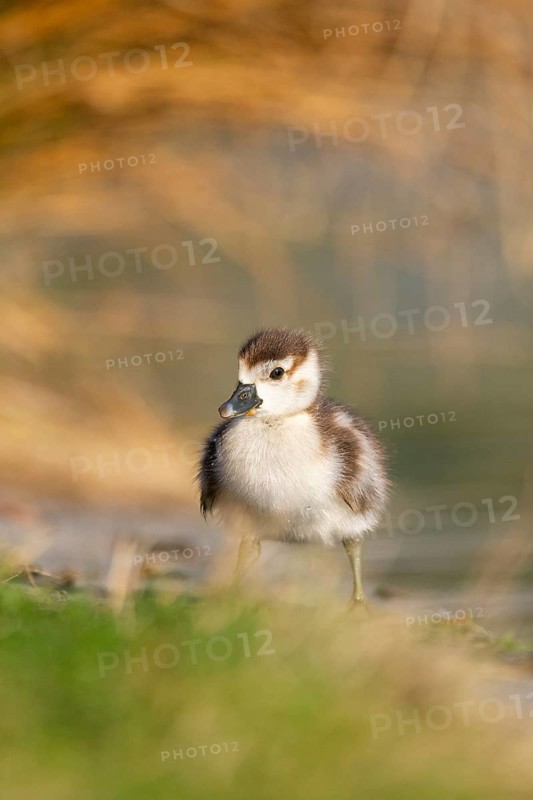 Egyptian goose (Alopochen aegyptiaca) cute chick on a meadow at the shore of a lake, Bavaria, Germany