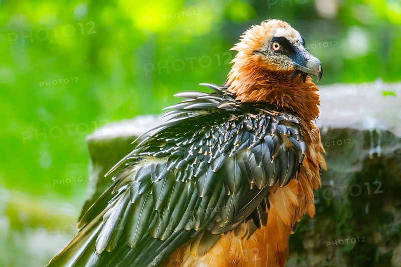 Bearded Vulture (Gypaetus barbatus) adult bird, portrait, Germany
