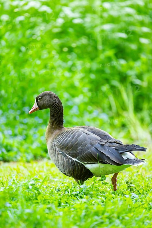Greater white-fronted goose (Anser albifrons) standing on a meadow, Bavaria, Germany