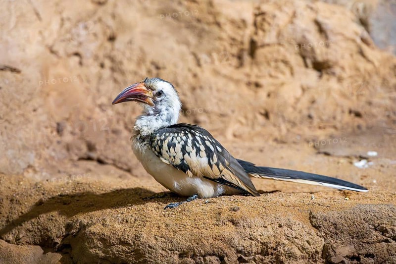 Northern red-billed hornbill (Tockus erythrorhynchus) sitting on the ground, captive, Bavaria, Germany