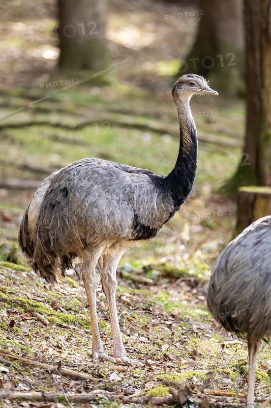 Greater rhea or American rhea (Rhea americana) standing in a forest, invasive species, captive, Germany