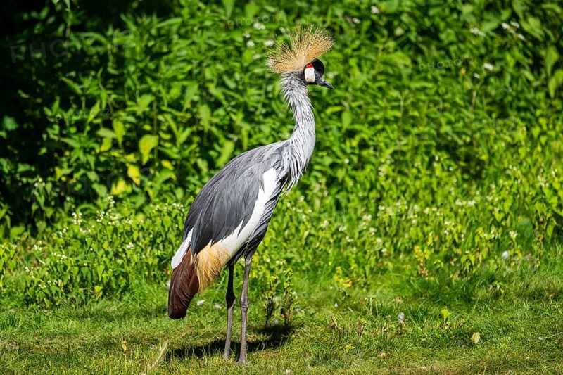 Black crowned crane (Balearica pavonina) standing on a meadow, Bavaria, Germany