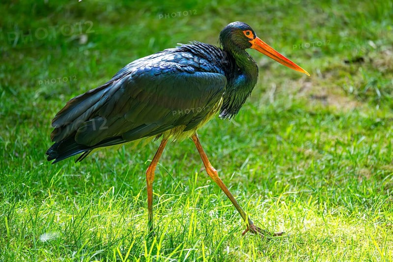 Black stork (Ciconia nigra) standing on a meadow, Bavaria, Germany