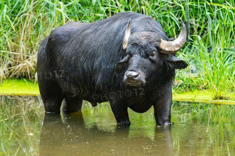 Water buffalo (Bubalus bubalis) in a little lake taking a bath, Bavaria, Germany