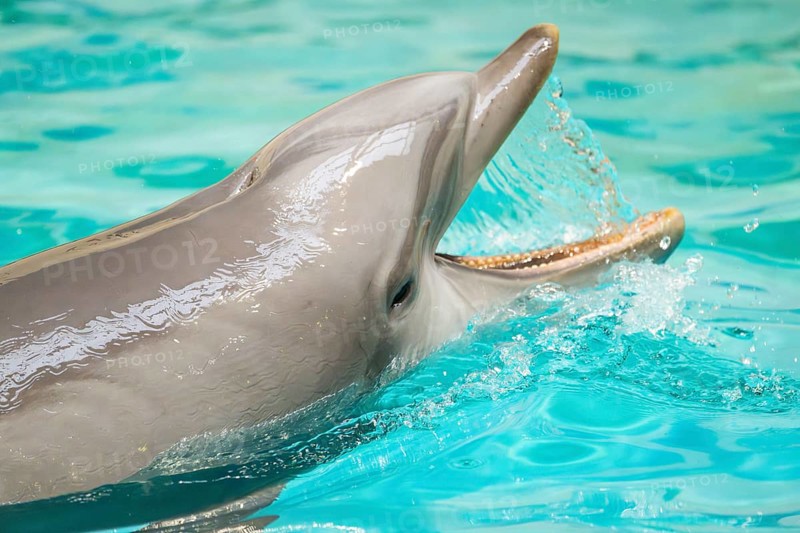 Common bottlenose dolphin (Tursiops truncatus) swimming in the water, captive