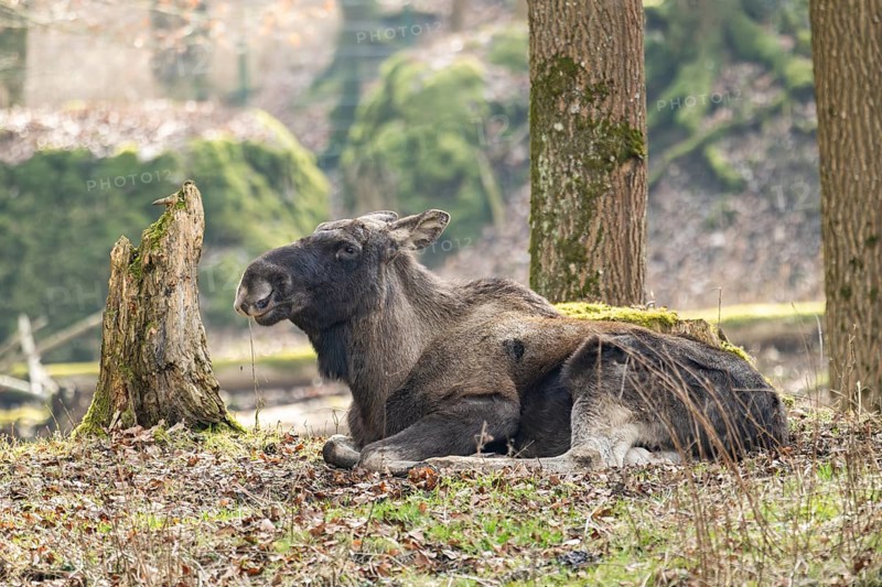 Elk (Alces alces) lying on a meadow in a forest, Bavaria, Germany