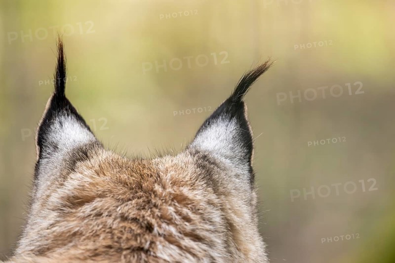 Close-up of the ears from an Eurasian lynx (Lynx lynx) in a forest, captive, Bavaria, Germany