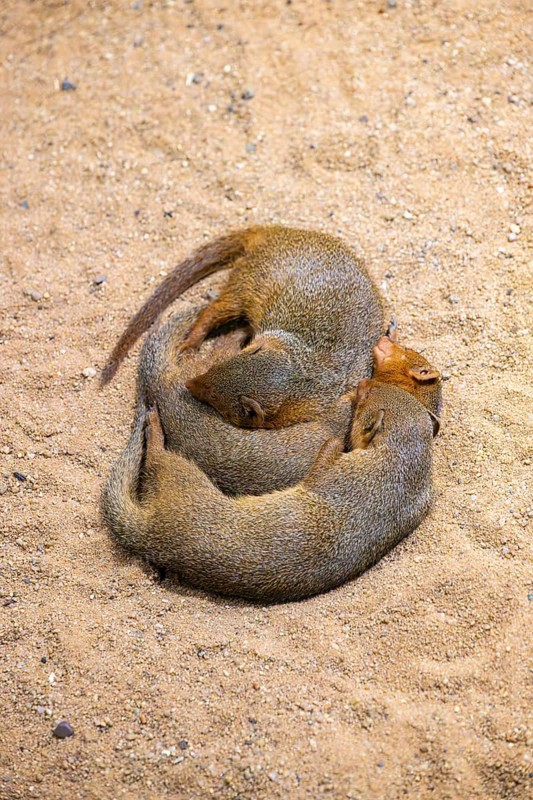 Three Ethiopian dwarf mongoose (Helogale hirtula) lying snuggled together on the ground, friendship, Bavaria, Germany