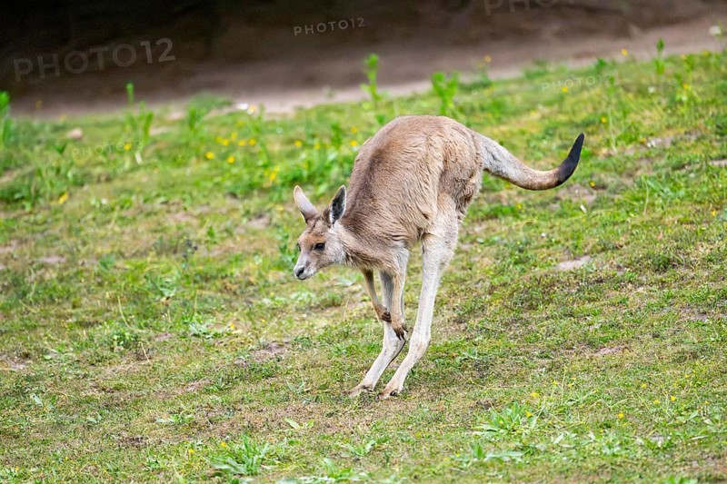 Eastern Gray Kangaroo (Macropus giganteus) youngster jumping on a meadow, captive, Germany