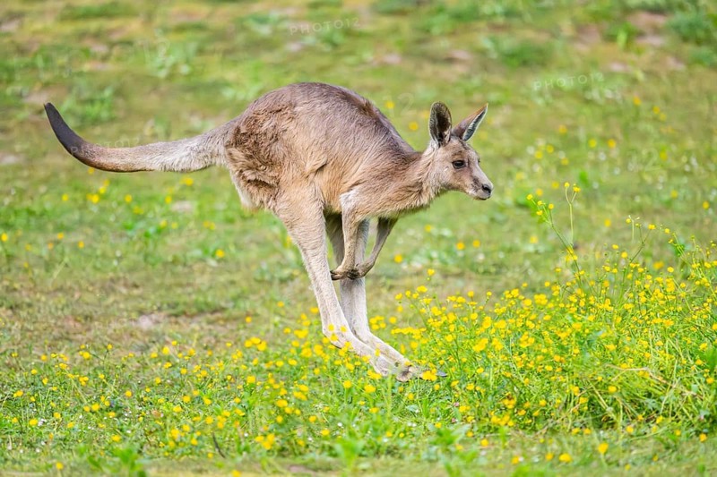 Eastern Gray Kangaroo (Macropus giganteus) running on a meadow, captive, Germany