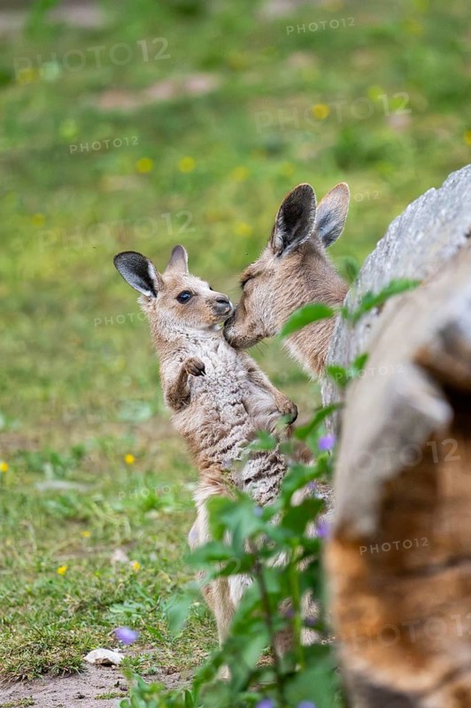 Eastern Gray Kangaroo (Macropus giganteus) mother with her youngster cuddeling on a meadow, captive, Germany