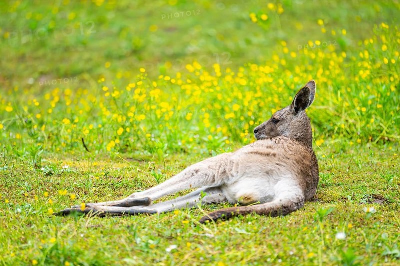 Eastern Gray Kangaroo (Macropus giganteus) lying on a meadow, captive, Germany