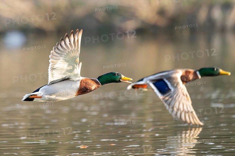 Wild duck (Anas platyrhynchos) male flying over a lake, Bavaria, Germany