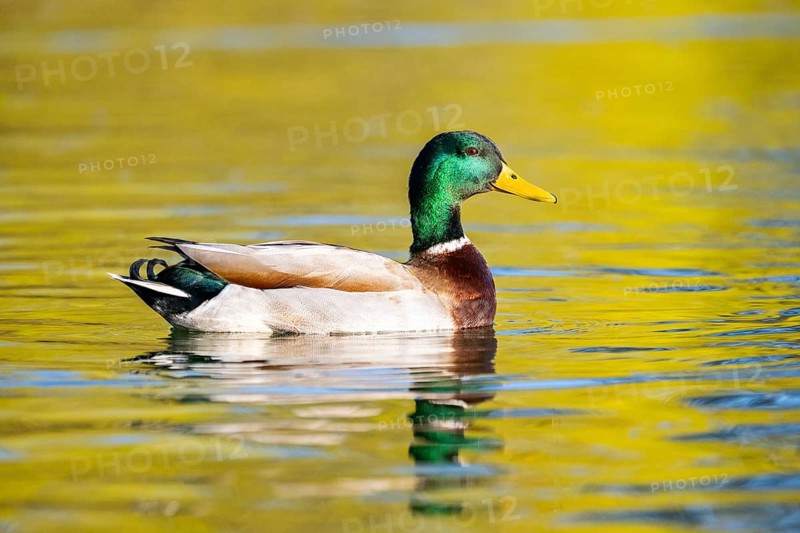 Wild duck (Anas platyrhynchos), male swimming on a lake, Bavaria, Germany Europe