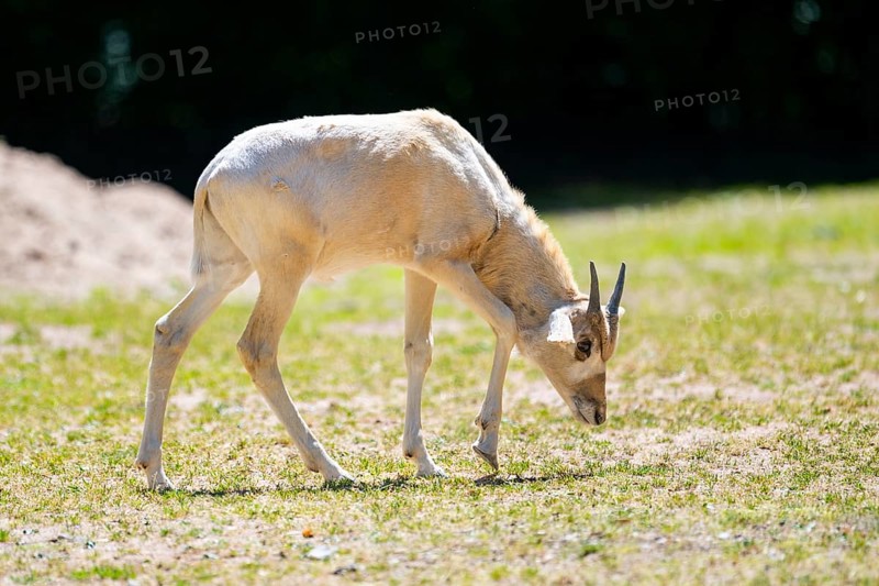 Addax (Addax nasomaculatus) youngster standing on the ground, Bavaria, Germany