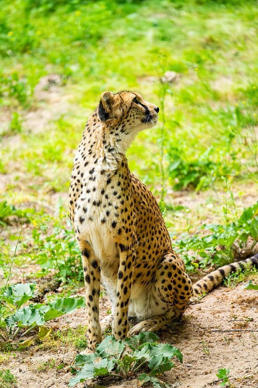 Cheetah (Acinonyx jubatus) sitting on the ground, Germany