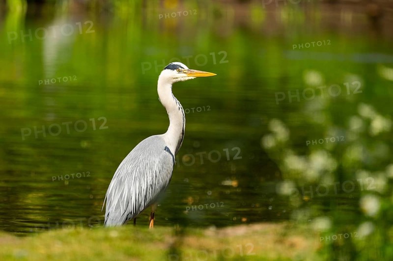Grey heron (Ardea cinerea) standing on the grass at the shore of a lake, wildlife, Bavaria, Germany