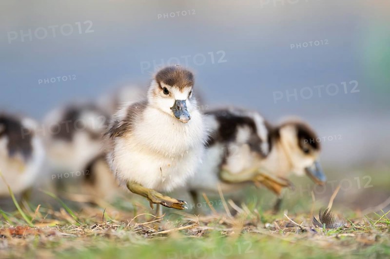 Egyptian goose (Alopochen aegyptiaca) cute chicks on a meadow at the shore of a lake, Bavaria, Germany