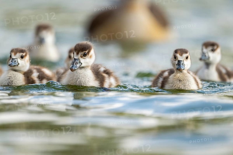 Egyptian goose (Alopochen aegyptiaca) chicks swimming on a lake, Bavaria, Germany