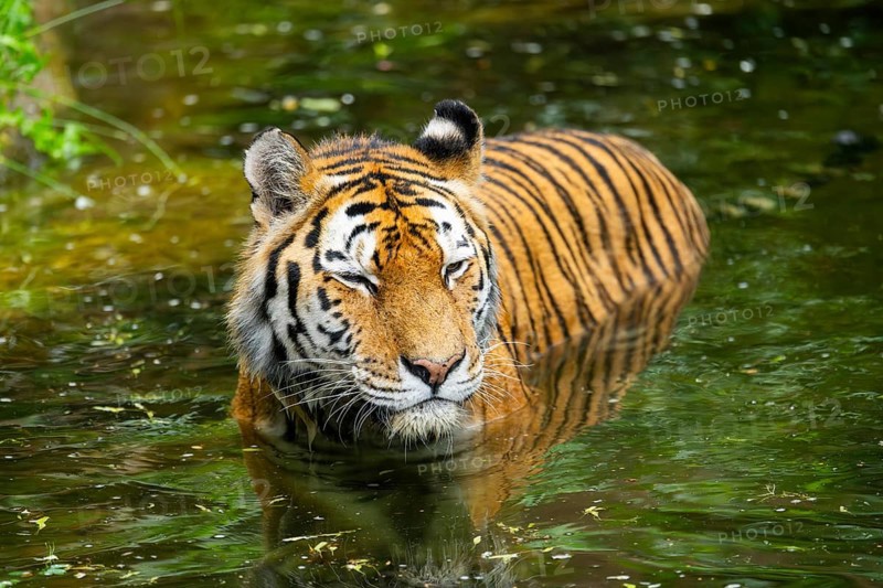 Siberian tiger (Panthera tigris tigris) swimming in a lake, captive, Germany
