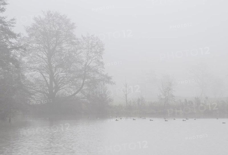 Pond landscape with black alder (Alnus glutinosa) in the fog, Emsland, Lower Saxony, Germany