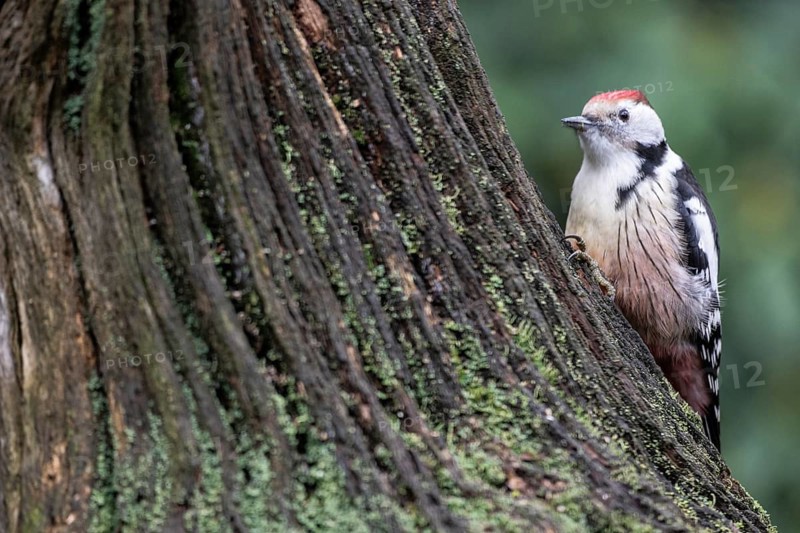 Middle Spotted Woodpecker (Leiopicus medius), Emsland, Lower Saxony, Germany