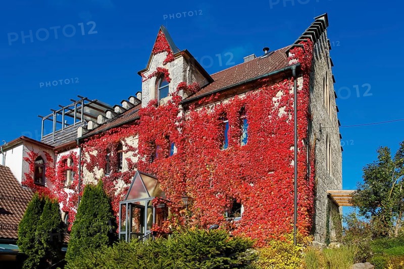 Restaurant Altes Forsthaus near Lichtenstein Castle, restaurant, dining restaurant, historic building, architecture, autumn, Virginia creeper (Parthenocissus quinquefolia), Wild Vine, climbing plant, bright red foliage, leaves, window, Honau, municipality of Lichtenstein, Swabian Alb, Baden-Württemberg, Germany