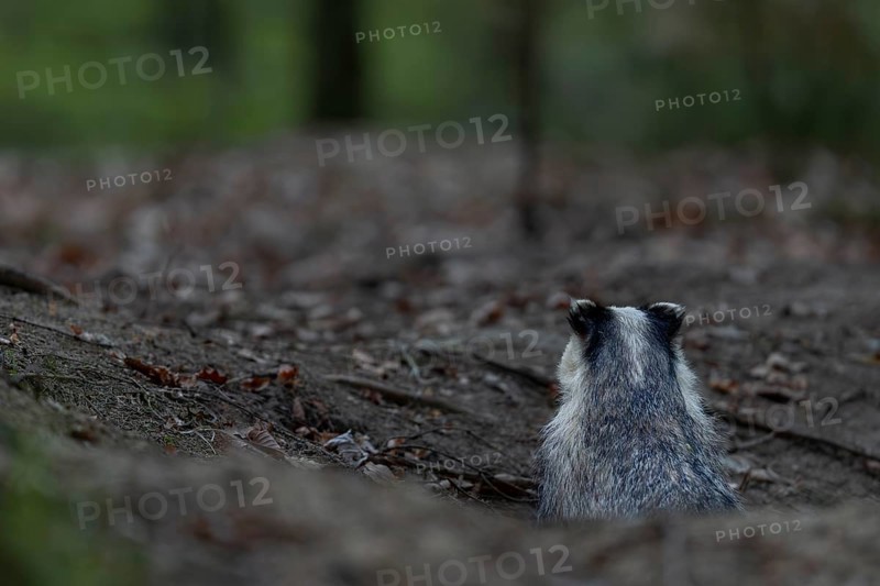 Before the badger (Meles meles) leaves its den completely, it secures in all directions, nocturnal, Germany
