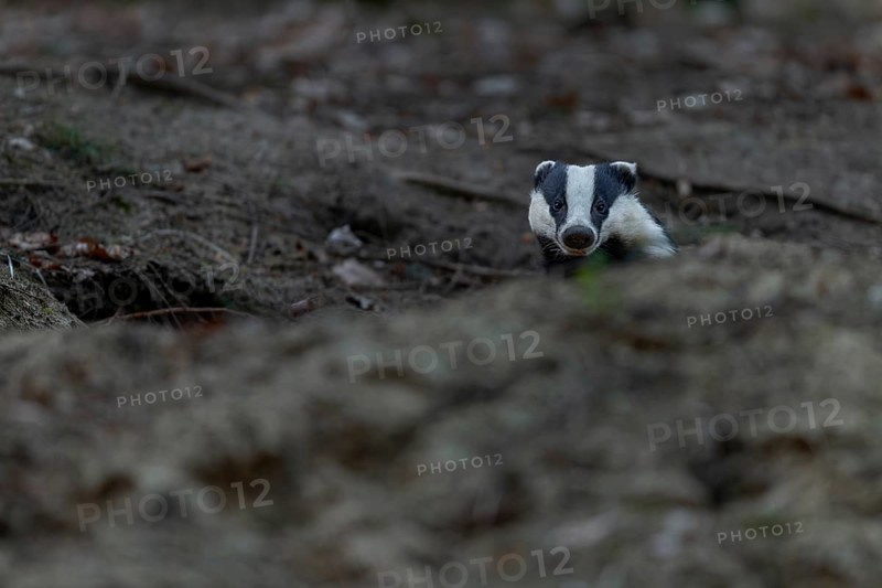 After leaving the den, badgers (Meles meles) usually devote themselves extensively to grooming, nocturnal, Germany
