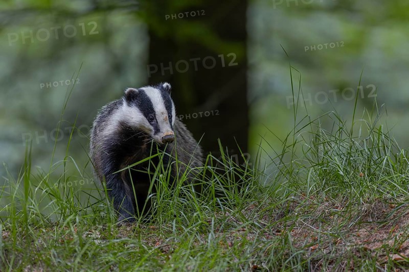 After the badger (Meles meles) has left the den, it particularly checks the entrances to the badger burrow, nocturnal, Germany