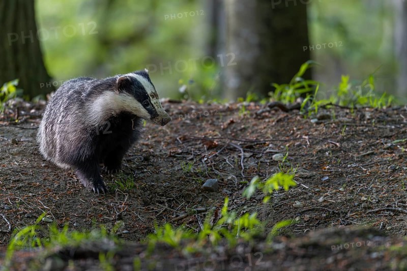 The badger moth (Meles meles) spends a few minutes in front of the burrow in front of setting off in search of food, nocturnal, Germany