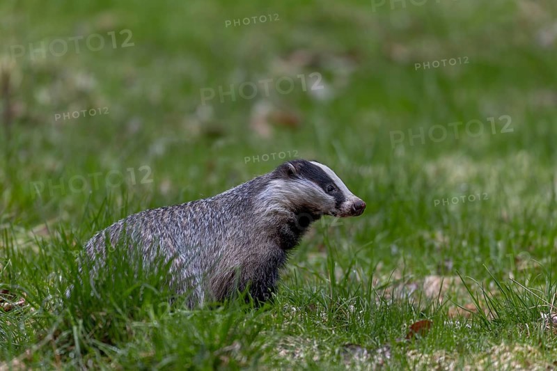 The badger (Meles meles) has just left its den under a dilapidated house and goes in search of food, nocturnal animal, Sweden
