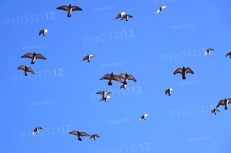 Pigeons in the city in winter, Germany