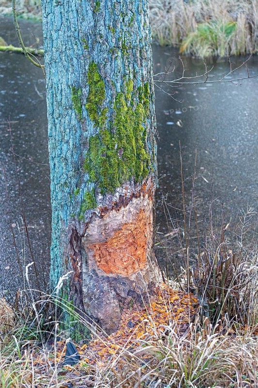 Tree bit by beaver near Spechthausen, Brandenburg, Germany