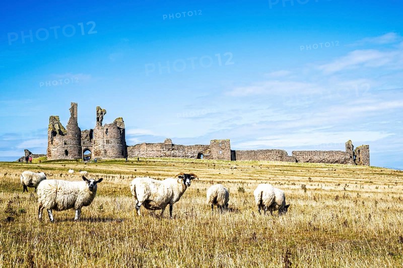 Sheeps around Ruins of Dunstanburgh Castle, Northumberland Coast, England, UK