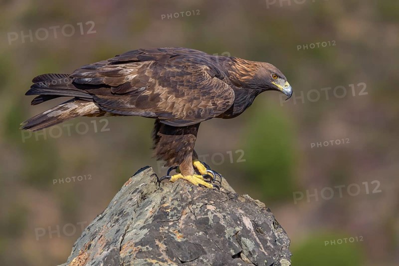 Golden eagle (Aquila chrysaetos), female on a lichen-covered rock, Extremadura, Spain