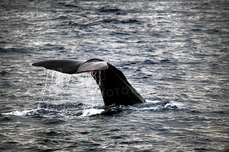 Fluke of a sperm whale in the ocean near Andenes during whale watching, Andenes, Vesterålen, Norway