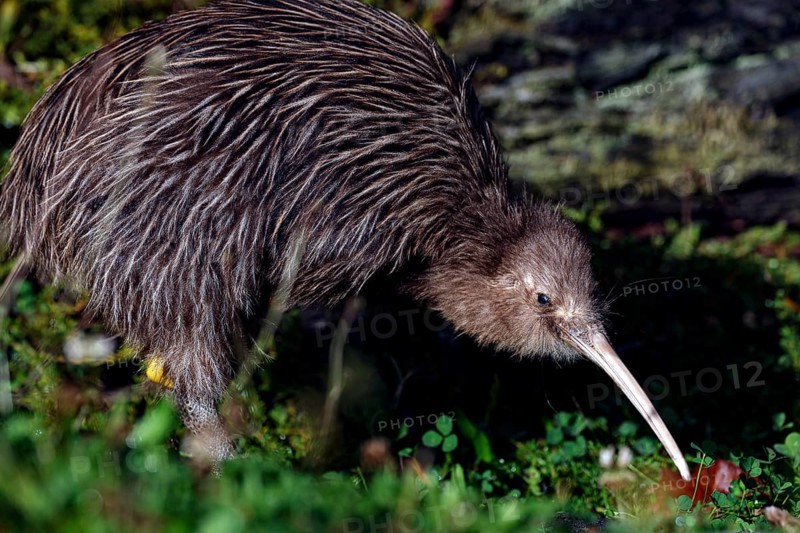 Northern striped kiwi foraging on moss-covered soil, Franz Josef Glacier, New Zealand
