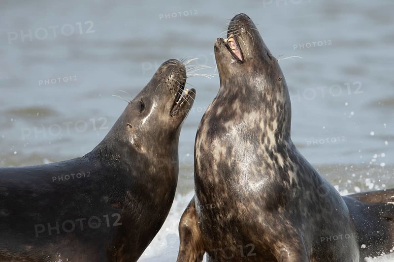 Atlantic grey seal (Halichoerus grypus) two adult animals courting in love in the sea waves on a seaside beach, England, United Kingdom