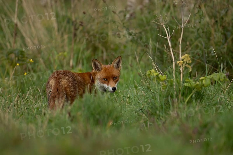Red fox (Vulpes vulpes) adult animal in countryside grassland, England, United Kingdom