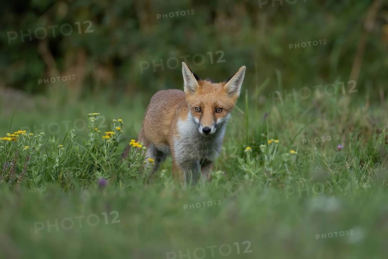 Red fox (Vulpes vulpes) juvenile baby cub animal in countryside grassland with wildflowers in summer, England, United Kingdom