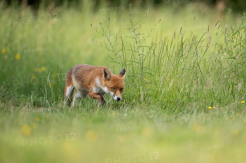 Red fox (Vulpes vulpes) adult animal in countryside grassland in summer, England, United Kingdom