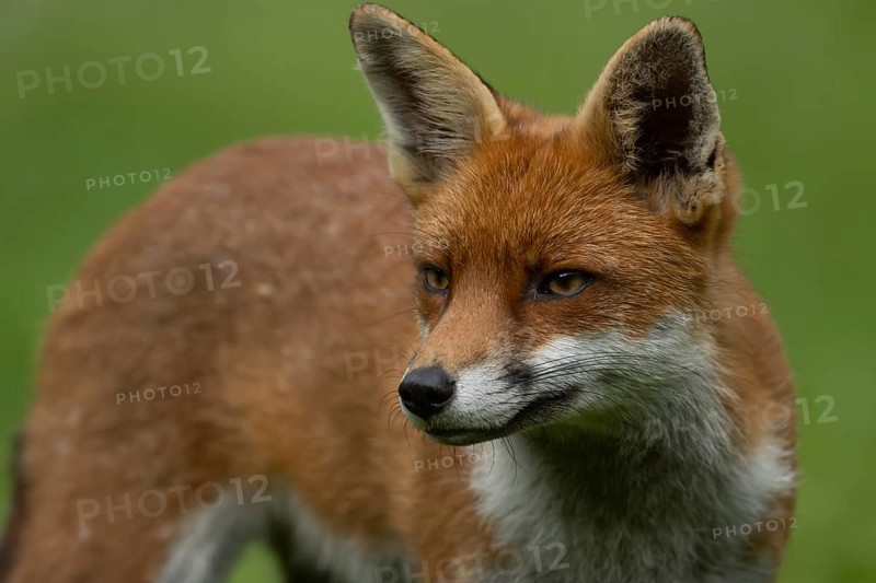 Red fox (Vulpes vulpes) adult animal head portrait, England, United Kingdom