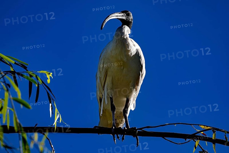 Ibis sits majestically on a branch in the Chinese Garden of Friendship, Sydney, New South Wales, Australia