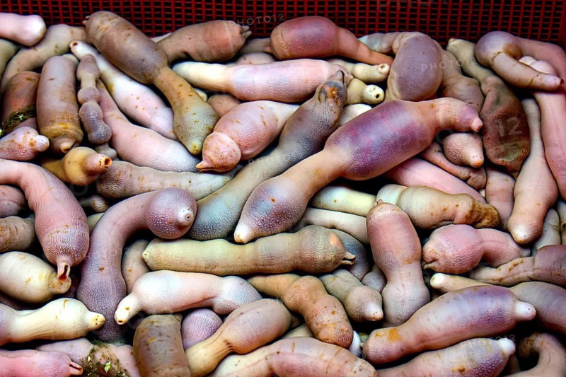 A cluster of hedgehog worms at the Jagalchi fish market, Busan, South Korea