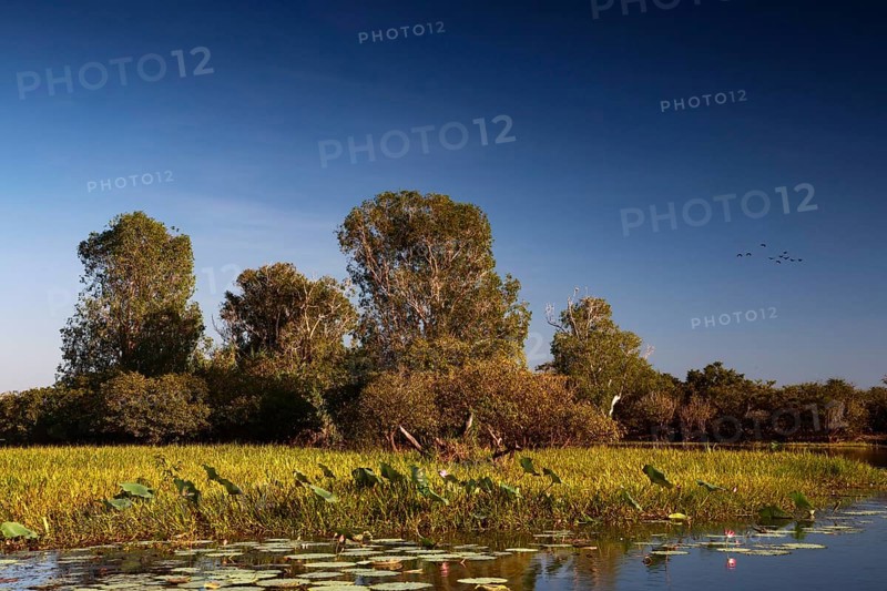 Lush wetlands with tall trees under a clear sky in Kakadu National Park, Kakadu National Park, Northern Territory, Australia