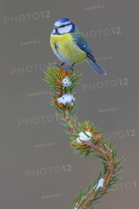 Blue tit (Cyanistes caeruleus), on a snow-covered spruce top, Swabian Alb biosphere reserve, Baden-Württemberg, Germany