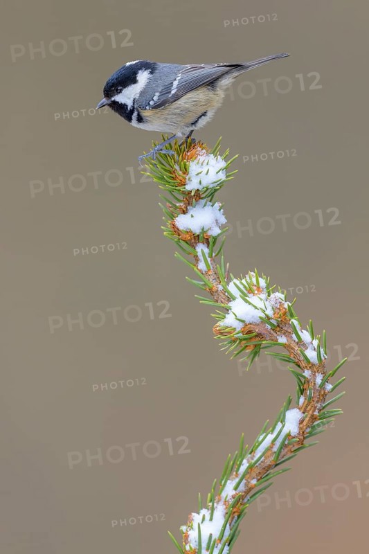 Fir tit (Periparus ater), on a spruce top covered with snow, Swabian Alb biosphere reserve, Baden-Württemberg, Germany