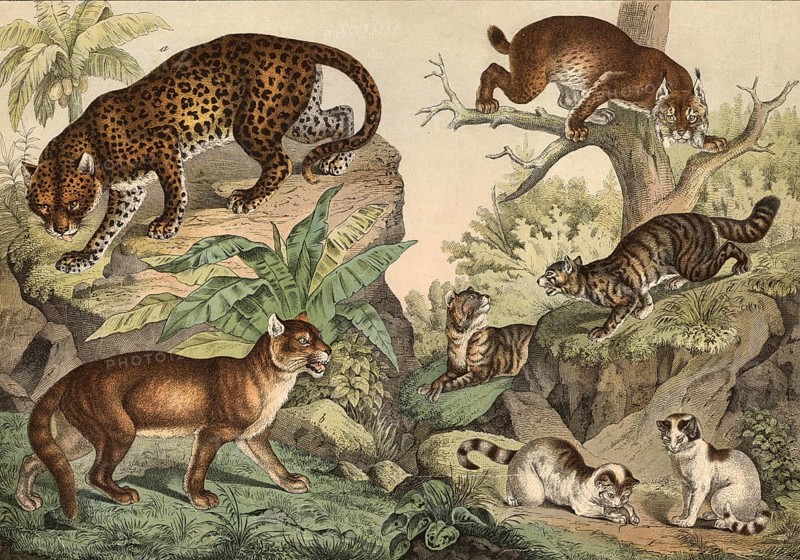 Predators, cats: leopard, Felis pardus, Vuguar or Cougar, Felis concolor, lynx, Felis lynx, wild cat, Felis catus, house cat, Felis domesticus, school picture, authentic reproduction of a school mural, around 1900, exact date unknown, historical